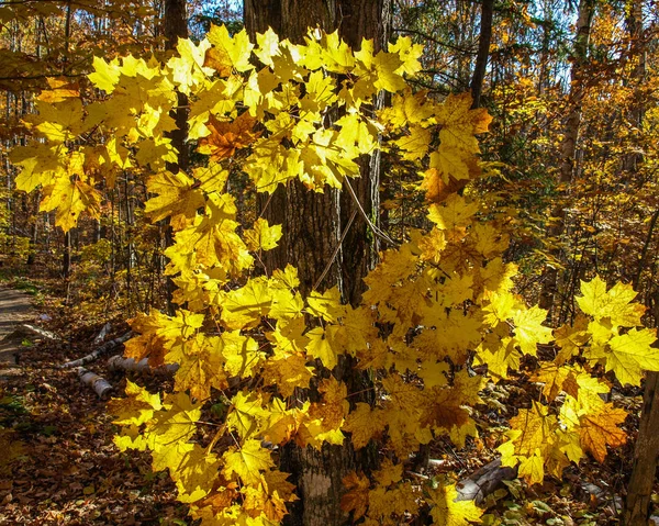 Jasny Żółty Jesienią Liści Lesie Zanim Spadnie — Zdjęcie stockowe