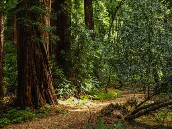 Βαθιά Μέσα Στο Δάσος Redwood — Φωτογραφία Αρχείου