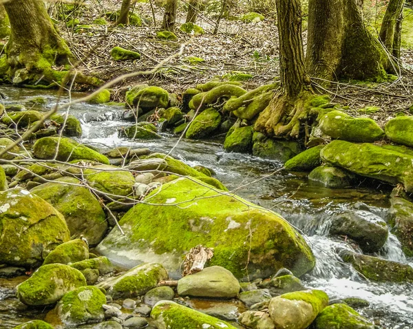 Stream Het Diepe Forest — Stockfoto