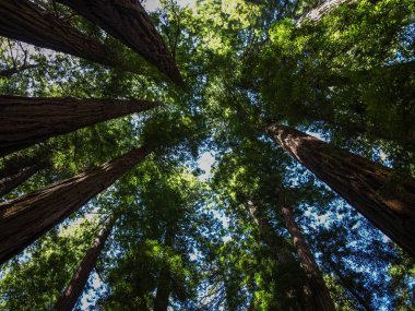 Hep bir ağızdan ağaçların yanında fırçalama gökyüzü