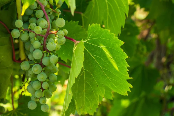 Taze üzüm sıkmak, Ontario, Kanada için hazır