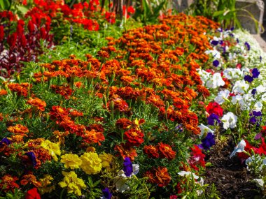 Saulte St Marie 'nin yabani çiçekleri