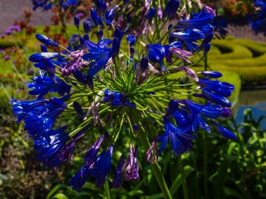 Güneşin altında mavi çiçekler