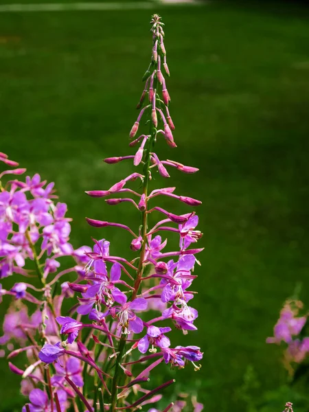 Dzikie Kwiaty Agawa Kanion — Zdjęcie stockowe