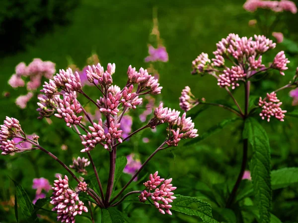 Dzikie Kwiaty Algoma — Zdjęcie stockowe