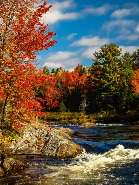 Río Que Fluye Través Del Bosque Otoño — Foto de Stock