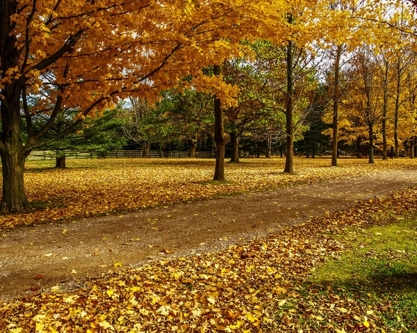 Güzel sonbahar yaprakları üzerinde yükselen savaş uçağı