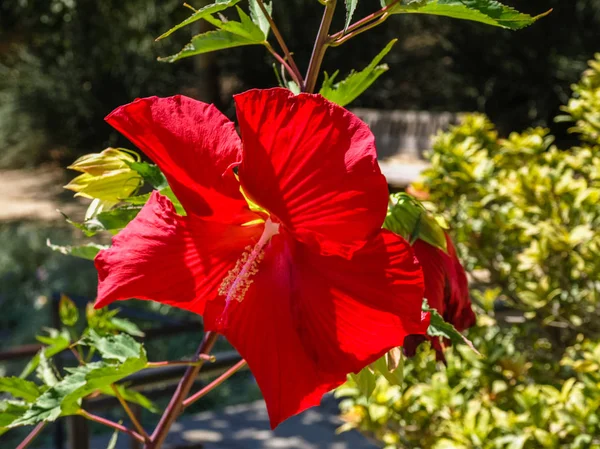 Sun Shine Only Flower — Stock Photo, Image