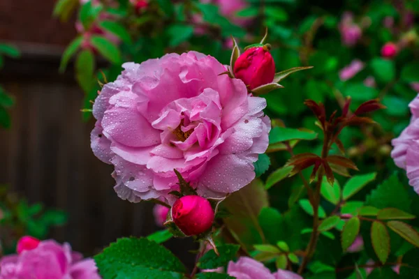 Rosen Garten — Stockfoto