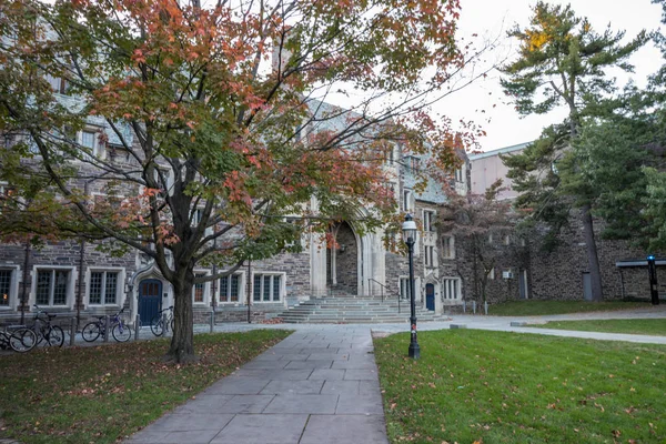 Ağaç Yüklü Kampüs Princeton Üniversitesi — Stok fotoğraf