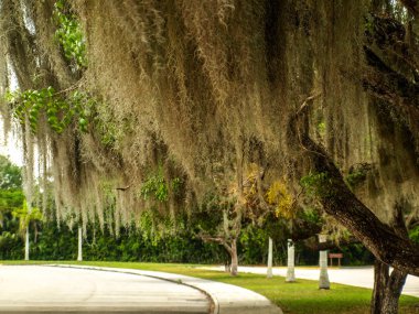 Florida anahtarları olağandışı ağaçlar