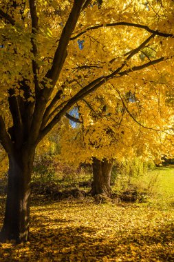 Ontario, Kanada 'da altın yaprakları ile dolu sessiz sonbahar öğleden sonra