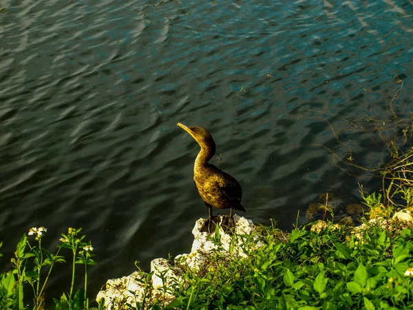 Everglades Vie Oiseau Florida Keys — Photo