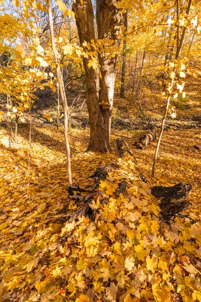 Χρυσά Φύλλα Που Καλύπτουν Ένα Πεσμένο Δέντρο Φθινόπωρο Στο Οντάριο — Φωτογραφία Αρχείου