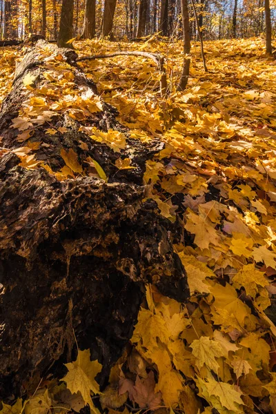 Απκλείσιμο Πεσόντα Κούτσουρο Που Καλύπτεται Από Χρυσές Φθινοπωρινά Φύλλα Στο — Φωτογραφία Αρχείου