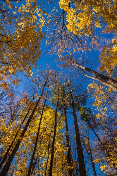 Die Sonne Scheint Durch Die Hohen Bäume Deren Goldene Blätter — Stockfoto