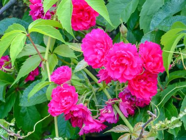 Breton Burnu 'nun yabani gülleri. Baddeck, N 'ler.