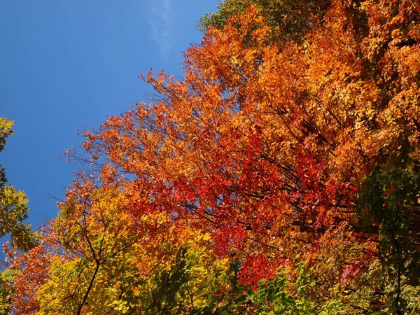 Follaje otoñal en Ontario durante octubre, Ontario, Canadá — Foto de Stock