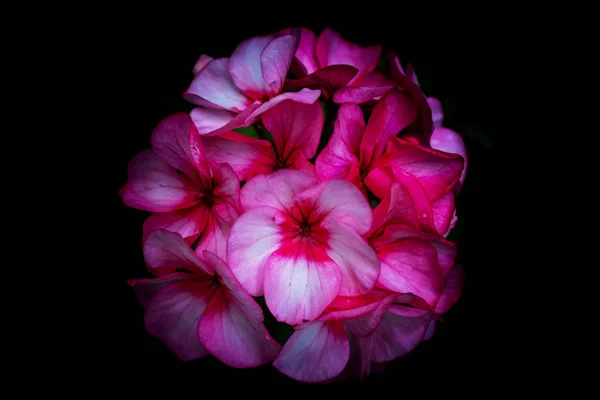 Только цветы, Гибсонс, BC — стоковое фото