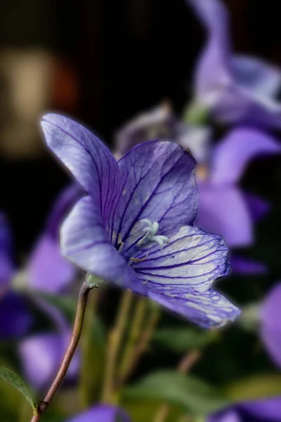 De perto com a flor, Gibsons, BC — Fotografia de Stock