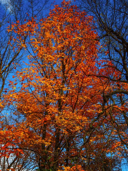 Πολύχρωμα Δέντρα Του Επαρχιακού Πάρκου Algonquin Καναδάς — Φωτογραφία Αρχείου