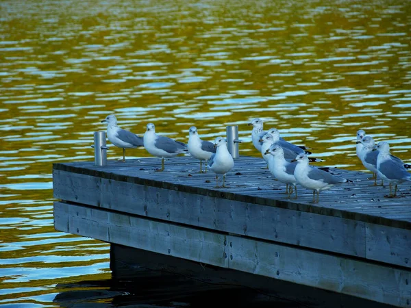 Zeemeeuwen Rij Voor Vis Bij Gore Bay Manitoulin Island Canada — Stockfoto