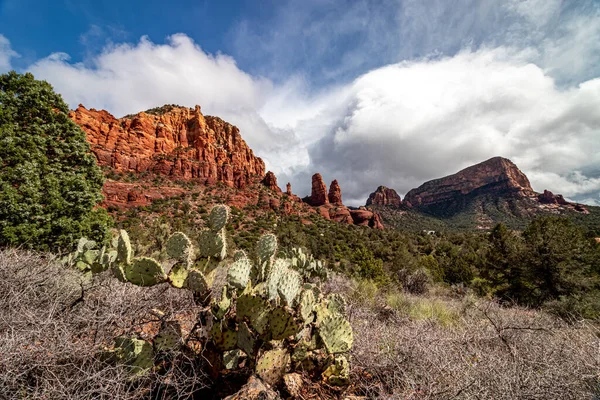 stock image Cactus grows on the foot hills of the giant mountains, Sedona, AZ, USA