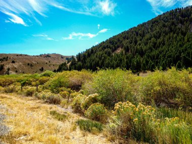 Çapraz bitki örtüsü büyümesi, Amerika 'nın Idaho kentindeki ağaçlara kadar kuru.