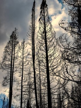 Gökyüzüne yükselen orman yangınları nedeniyle yanmış ağaçlar, Wyoming, ABD
