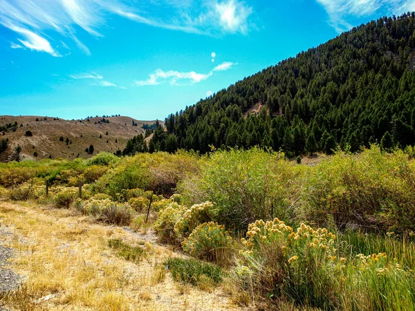 Çapraz bitki örtüsü büyümesi, Amerika 'nın Idaho kentindeki ağaçlara kadar kuru.