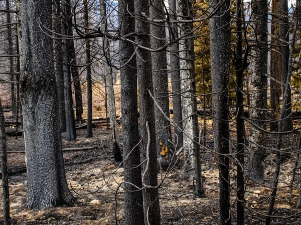 Orman yangınıyla boğuşan bir orman Wyoming, ABD 'de hayatta kalmayı başarır.