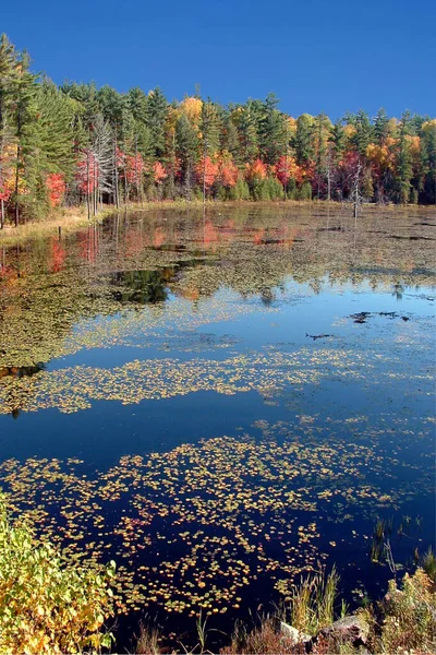 Sonbaharda Güzel Zambak Göleti Kuzey Kanada — Stok fotoğraf