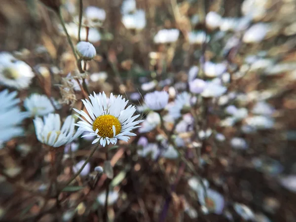 Little daisy on flower background close up