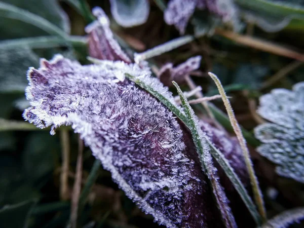 Frost on a purple leaf closeup