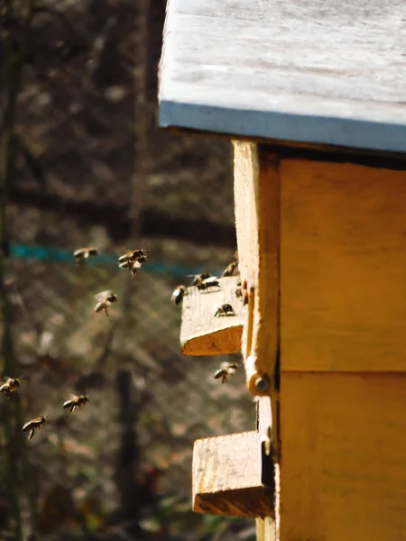 The bees fly out of the hive on a sunny day