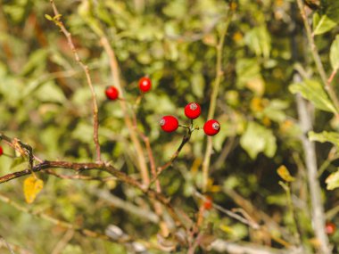 Ekim ayında sonbahar renkli çilek görünümü Kapat