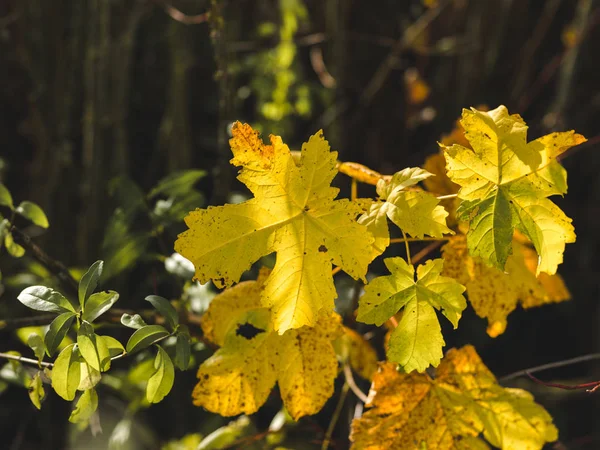 Detaljvy Gula Höstlig Blad Mörka Skogen Bakgrund Oktober — Stockfoto