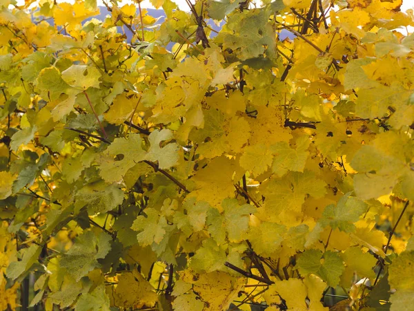 Helle Herbstliche Bunte Laubhintergrund Oktober — Stockfoto