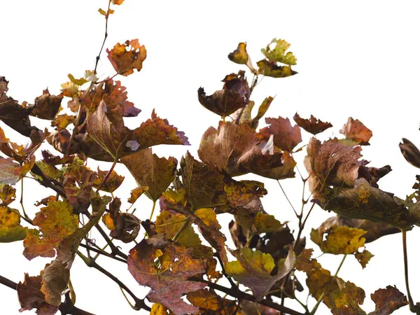 Naturalne Podłoże Jesienny Suszonych Liści Październiku — Zdjęcie stockowe
