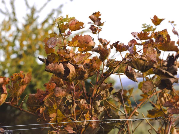 Близкий Вид Осенних Листьев Октябре Естественном Фоне — стоковое фото