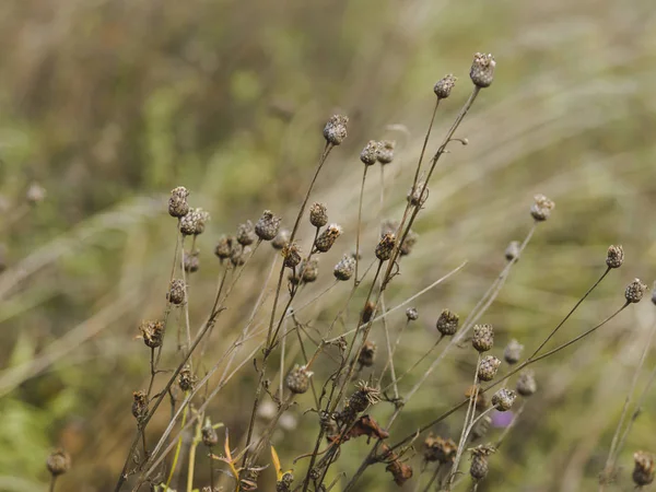 Детальный Обзор Сушеных Осенних Растений Травы — стоковое фото