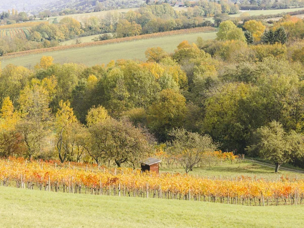 Paisaje Bosque Colorido Otoñal Octubre — Foto de Stock