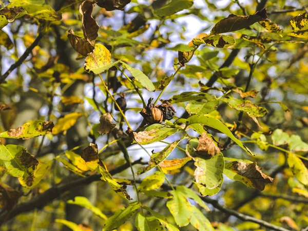 Jesienne Kolorowe Drzewo Tle Nieba Październiku — Zdjęcie stockowe