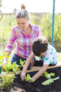 güzel anne ve sarışın oğlu Garden yükseltilmiş yatakta salata dikim