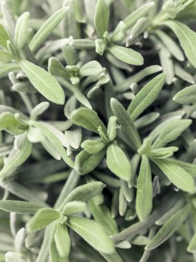 taze yeşil etli bitki, yakın çekim 