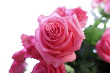 güzel beyaz zemin üzerine izole pembe gül buketi yakın çekim 