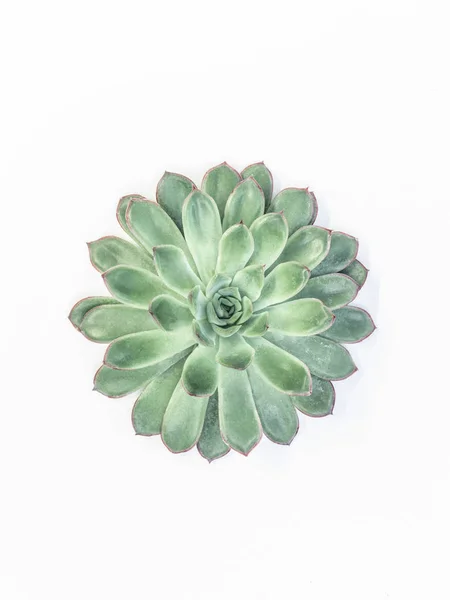 Plante Succulente Verte Fraîche Isolée Sur Fond Blanc Gros Plan — Photo