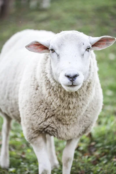 Pâturage Des Moutons Dans Les Pâturages Verts Jour Ensoleillé — Photo