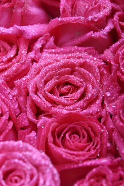 Mawar Merah Muda Yang Indah Dengan Tetes Embun — Stok Foto