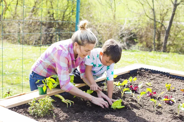 Beautiful Mother Her Blond Son Planting Salad Raised Bed Garden — Stock Photo, Image
